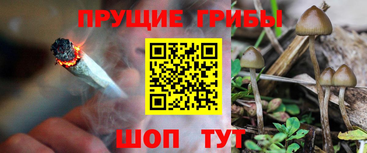 Галлюциногенные грибы Psilocybine cubensis Зеленодольск